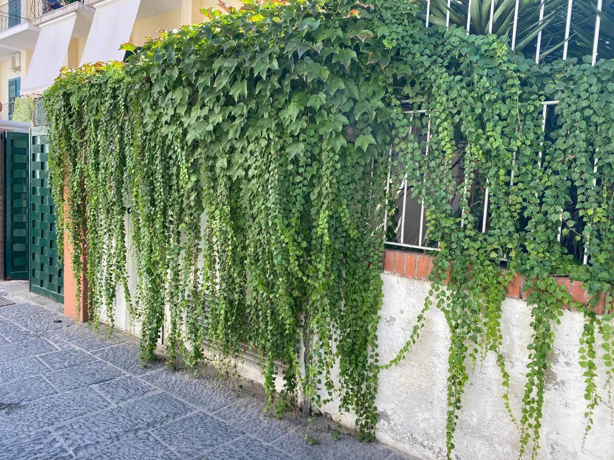 Ammore Ammare Apartment Ischia Eksteriør bilde